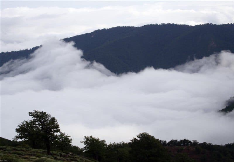 Abr Forest, A Dream of Walking on Clouds Come True