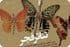 3 هنرمند از خراسان شمالی به جشنواره تئاتر فجر راه یافتند