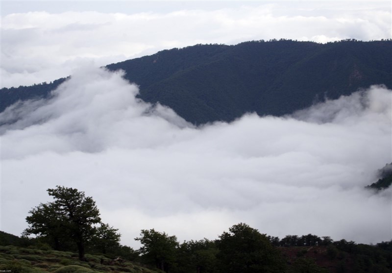 Abr Forest, A Dream of Walking on Clouds Come True